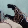 Hand Gesture Audio Translator for Mute People